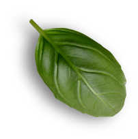 Basil