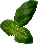 Basil